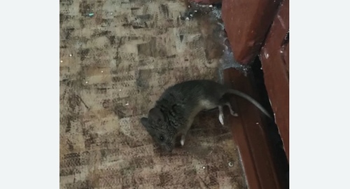 Дезинфекция от мышей в Оханске