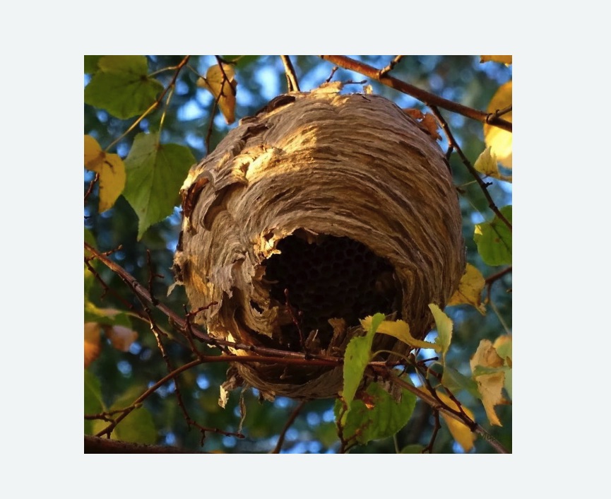 Обработка от шершней в Оханске