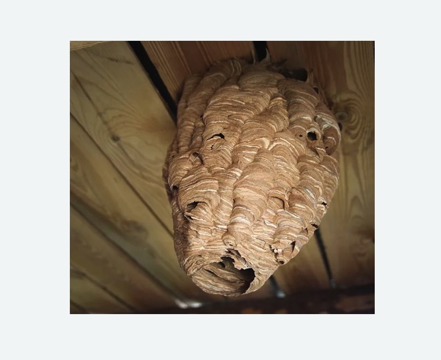 обработка от шершней в Оханске