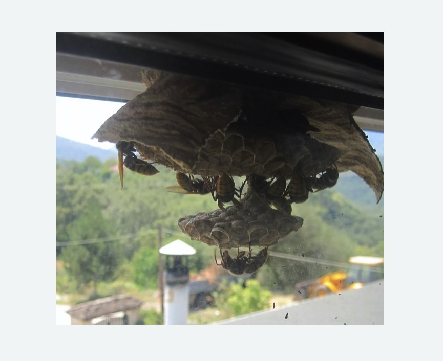 Уничтожение гнёзд шершней в Оханске