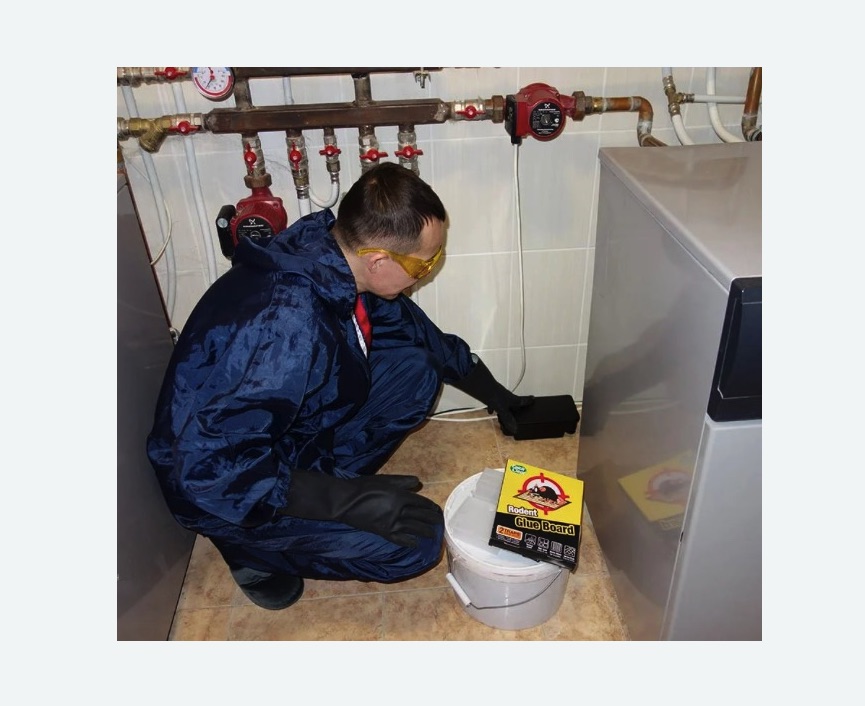 Уничтожение крыс в Оханске