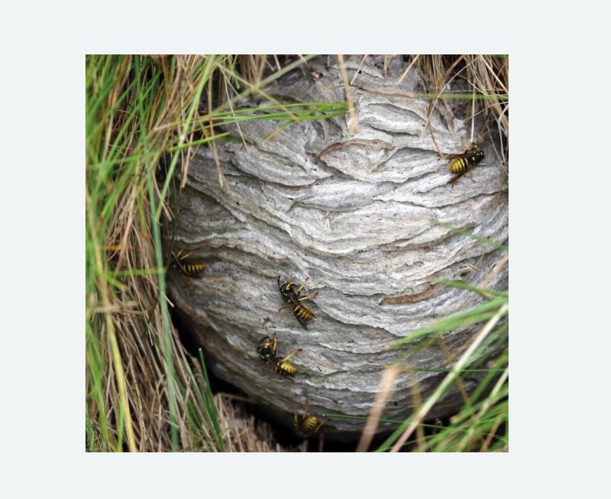 Уничтожение ос и ульев в Оханске